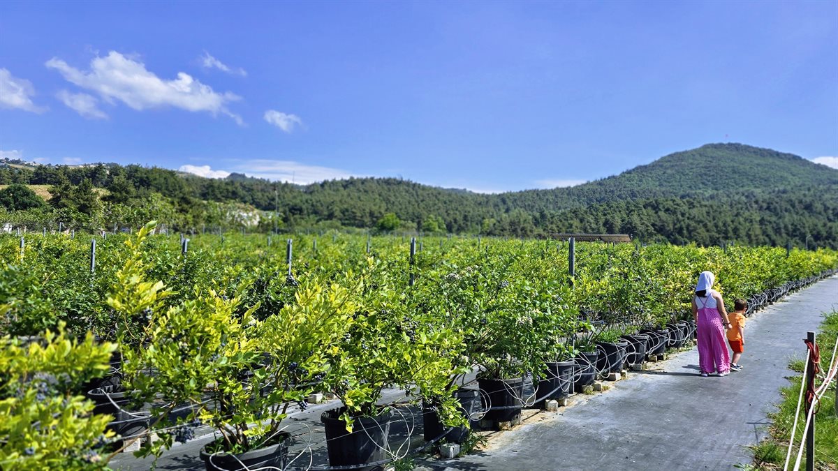 Bettybluecityfarm tarlası