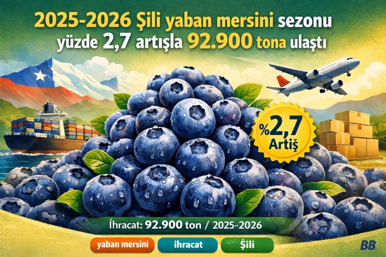 2025-2026 Şili yaban mersini sezonu yüzde 2,7 artışla 92.900 tona ulaştı görseli