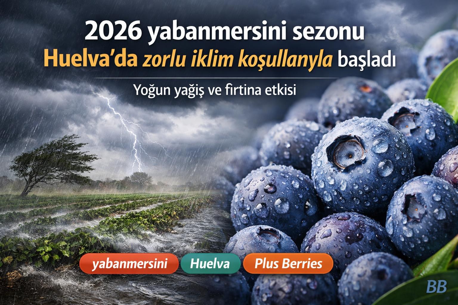 2026 yabanmersini sezonu Huelva'da zorlu iklim koşullarıyla başladı görseli