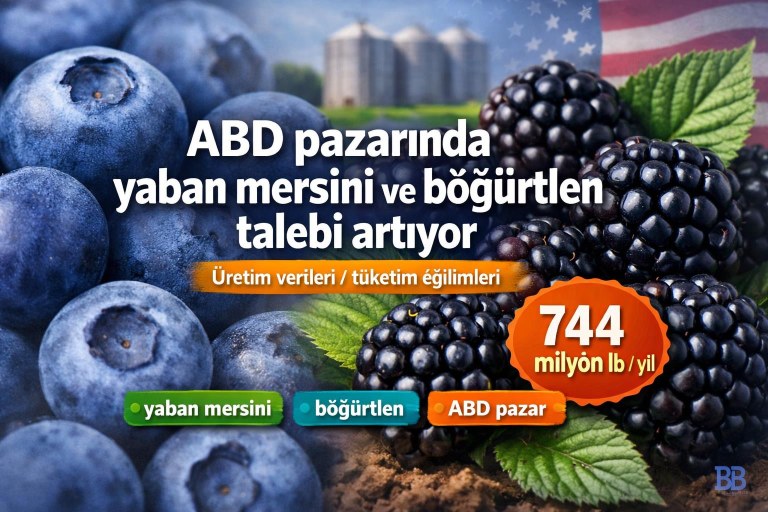 ABD pazarında yaban mersini ve böğürtlen talebi artıyor görseli