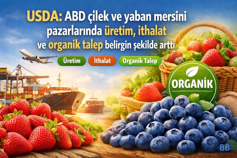 USDA: ABD çilek ve yaban mersini pazarlarında üretim, ithalat ve organik talep belirgin şekilde arttı görseli