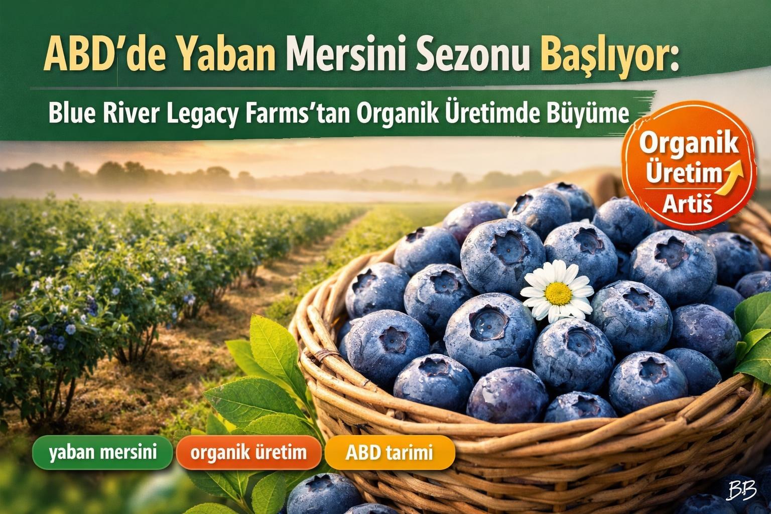 ABD'de Yaban Mersini Sezonu Başlıyor: Blue River Legacy Farms'tan Organik Üretimde Büyüme görseli