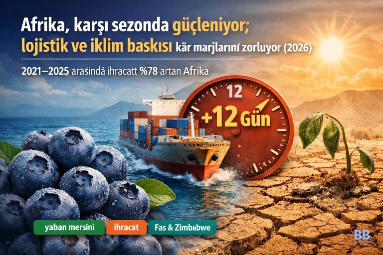 Afrika, karşı sezonda güçleniyor; lojistik ve iklim baskısı kâr marjlarını zorluyor (2026) görseli