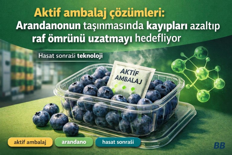 Aktif ambalaj çözümleri: Arandanonun (yaban mersini) taşınmasında kayıpları azaltıp raf ömrünü uzatmayı hedefliyor görseli