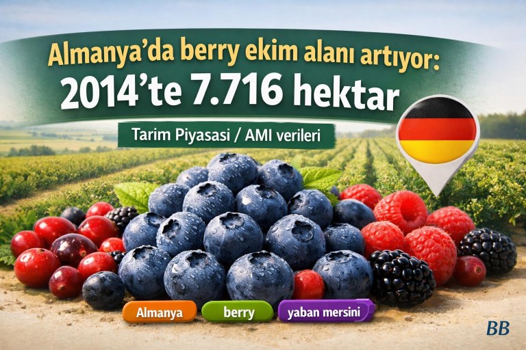 Almanya’da berry ekim alanı artıyor: 2014’te 7.716 hektar görseli