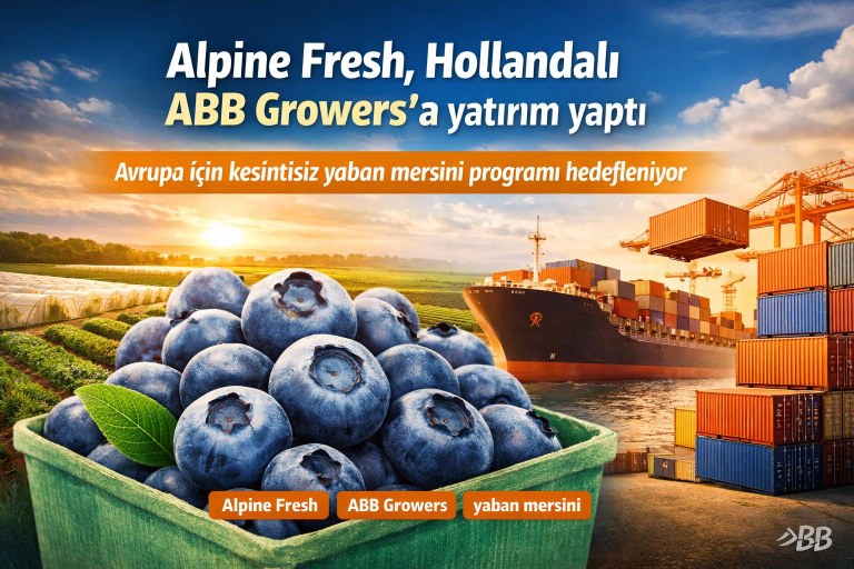 Alpine Fresh, Hollandalı ABB Growers'a yatırım yaptı — Avrupa için kesintisiz yaban mersini programı hedefleniyor görseli