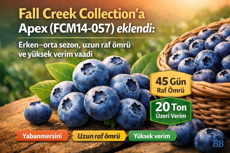 Fall Creek Collection’a Apex (FCM14-057) eklendi: Erken–orta sezon, uzun raf ömrü ve yüksek verim vaadi görseli