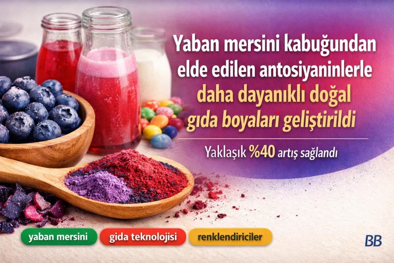 Yaban mersini kabuğundan elde edilen antosiyaninlerle daha dayanıklı doğal gıda boyaları geliştirildi görseli