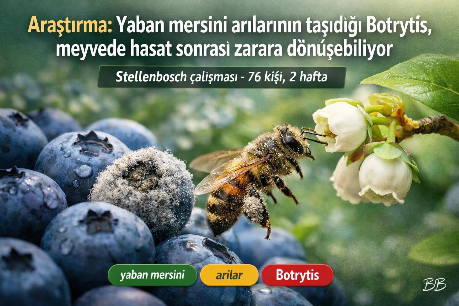 Araştırma: Yaban mersini arılarının taşıdığı Botrytis, meyvede hasat sonrası zarara dönüşebiliyor görseli