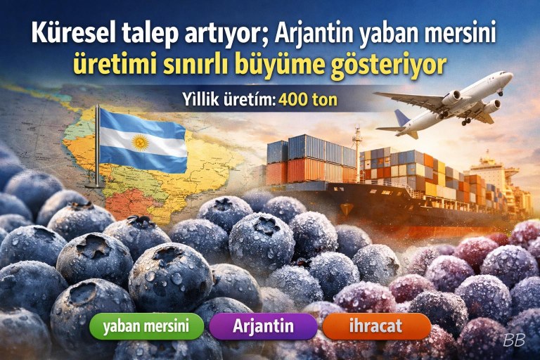 Küresel talep artıyor; Arjantin yaban mersini üretimi sınırlı büyüme gösteriyor görseli