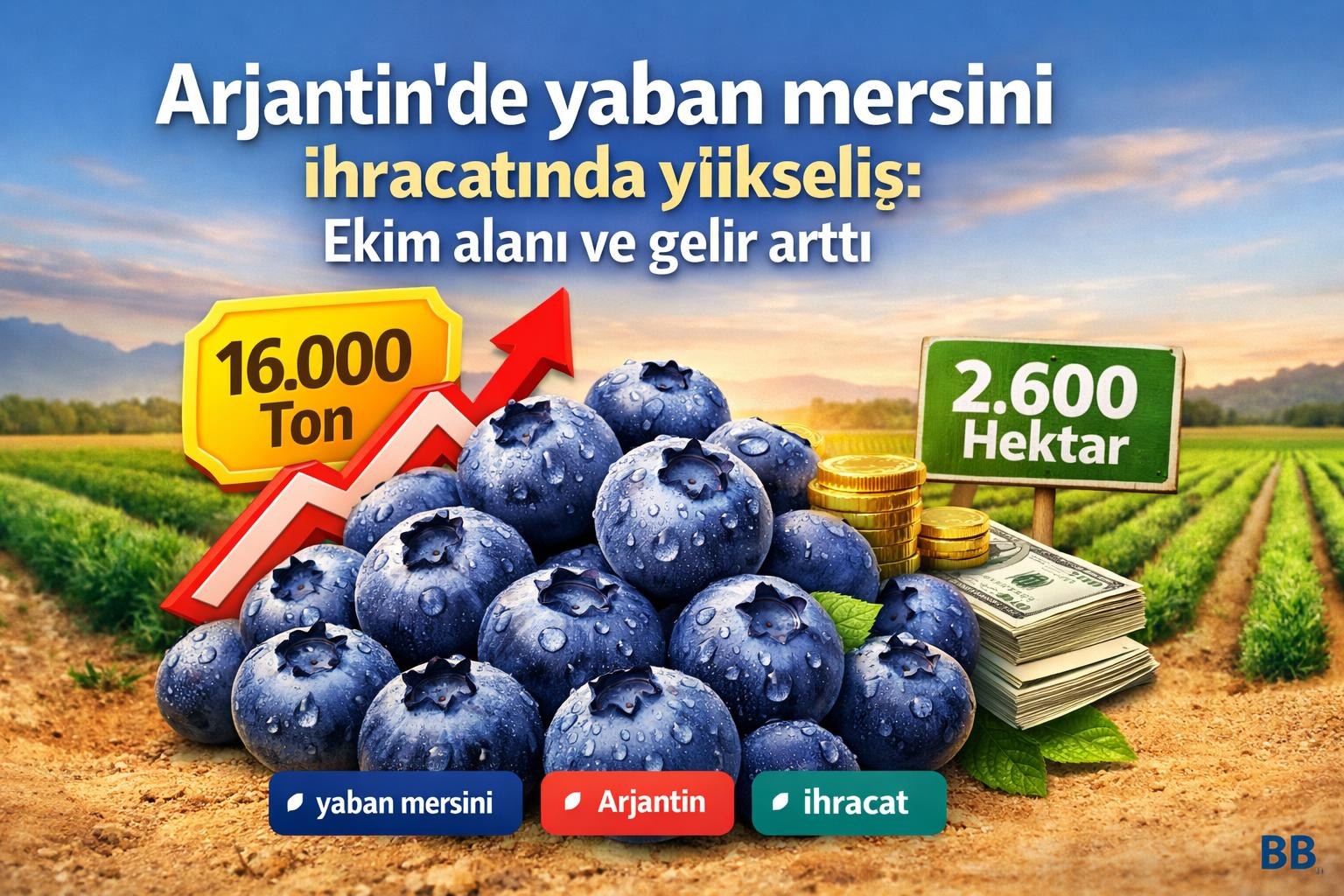 Arjantin'de yaban mersini ihracatında yükseliş: Ekim alanı ve gelir arttı görseli