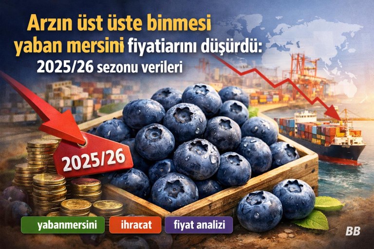 Arzın üst üste binmesi yaban mersini fiyatlarını düşürdü: 2025/26 sezonu verileri görseli