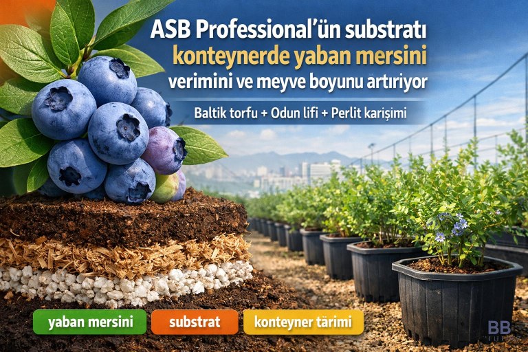 ASB Professional'ün substratı konteynerde yaban mersini verimini ve meyve boyunu artırıyor görseli