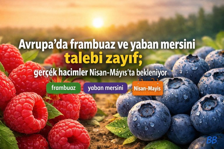 Avrupa’da frambuaz ve yaban mersini talebi zayıf; gerçek hacimler Nisan‑Mayıs’ta bekleniyor görseli
