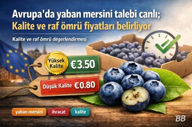 Avrupa’da yaban mersini talebi canlı; kalite ve raf ömrü fiyatları belirliyor görseli