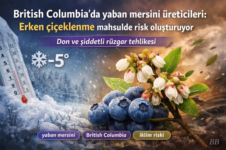 British Columbia'da yaban mersini üreticileri: Erken çiçeklenme mahsulde risk oluşturuyor görseli