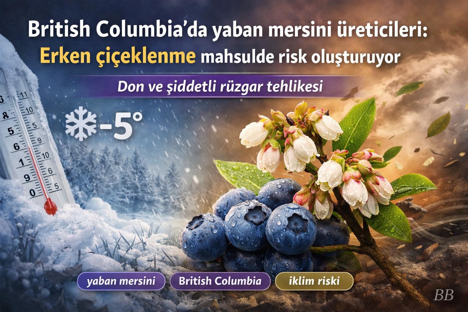 British Columbia'da yaban mersini üreticileri: Erken çiçeklenme mahsulde risk oluşturuyor görseli