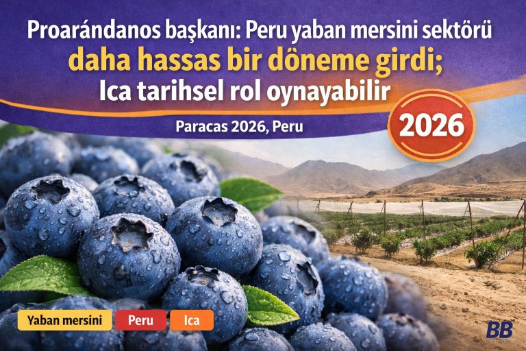 Proarándanos başkanı: Peru yaban mersini sektörü daha hassas bir döneme girdi; Ica tarihsel rol oynayabilir görseli