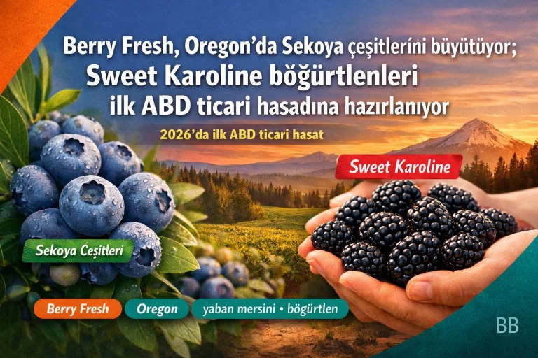 Berry Fresh, Oregon'da Sekoya çeşitlerini büyütüyor; Sweet Karoline böğürtlenleri ilk ABD ticari hasadına hazırlanıyor görseli