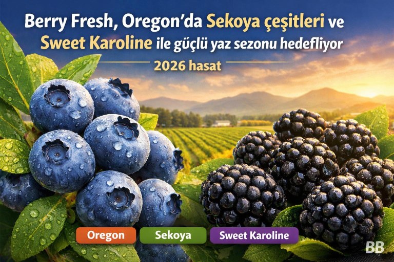 Berry Fresh, Oregon'da Sekoya çeşitleri ve Sweet Karoline ile güçlü yaz sezonu hedefliyor görseli