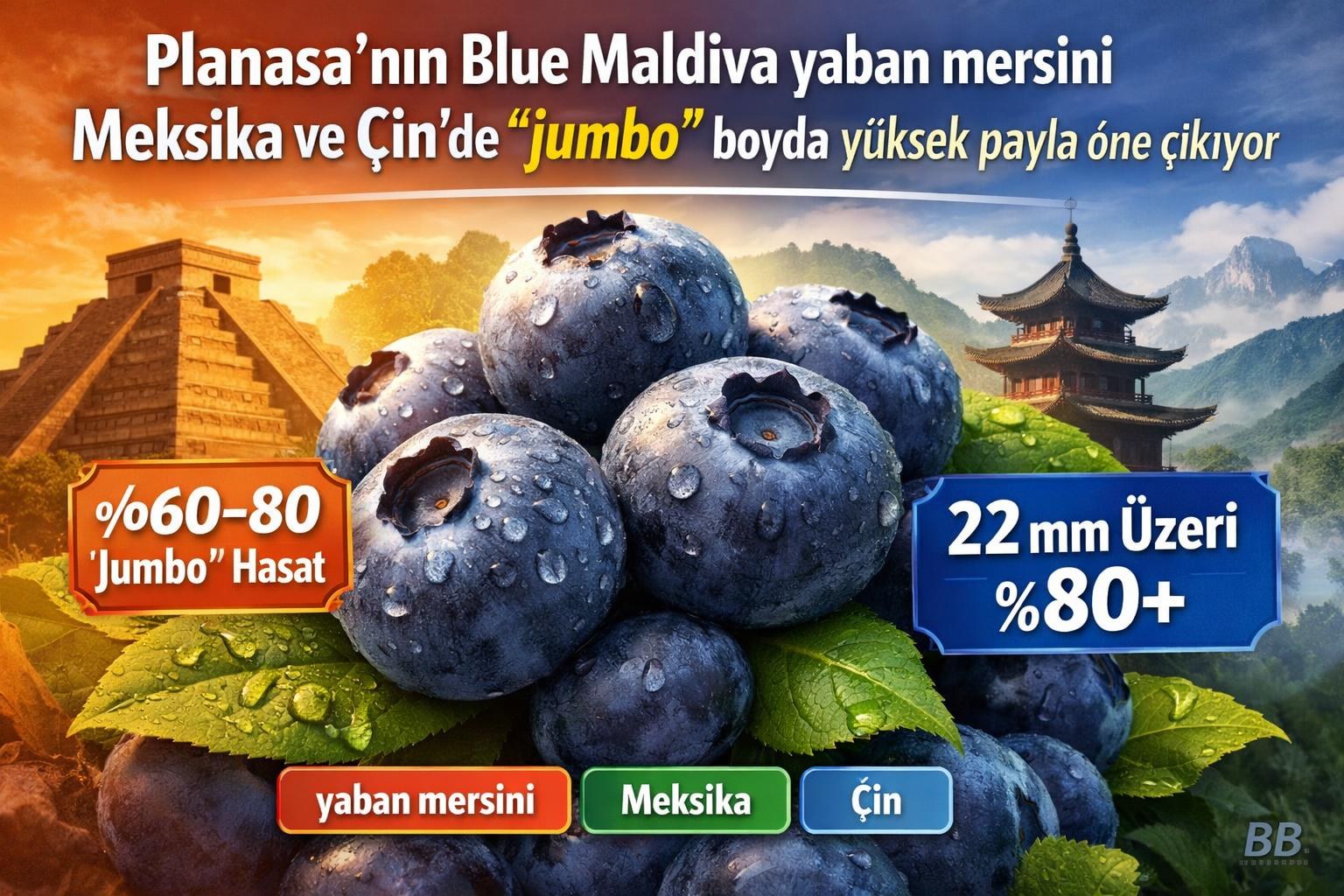Planasa’nın Blue Maldiva yaban mersini Meksika ve Çin’de “jumbo” boyda yüksek payla öne çıkıyor görseli