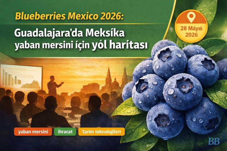 Blueberries Mexico 2026: Guadalajara'da Meksika yaban mersini için yol haritası görseli