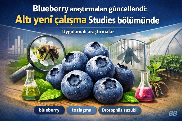 Blueberries Consulting 'Araştırmalar' bölümüne altı yeni çalışma eklendi: Erişim için indirme hazır görseli