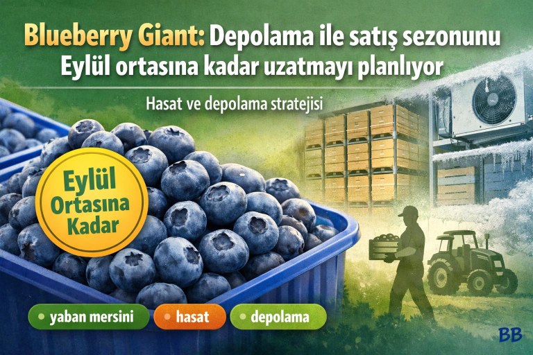 Blueberry Giant: Depolama ile satış sezonunu Eylül ortasına kadar uzatmayı planlıyor görseli