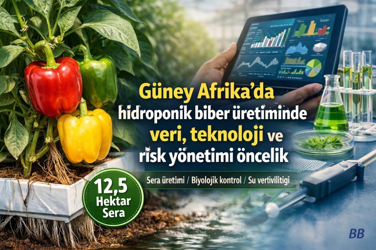 Güney Afrika'da hidroponik biber üretiminde veri, teknoloji ve risk yönetimi öncelik görseli