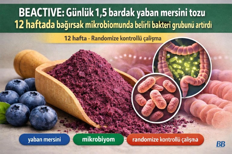 BEACTIVE: Günlük 1,5 bardak yaban mersini tozu 12 haftada bağırsak mikrobiomunda belirli bakteri grubunu artırdı görseli