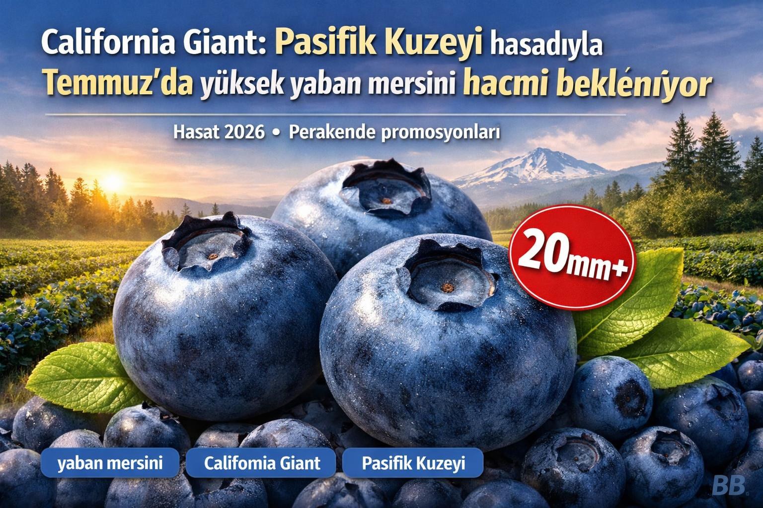 California Giant: Pasifik Kuzeyi hasadıyla Temmuz'da yüksek yaban mersini hacmi bekleniyor görseli