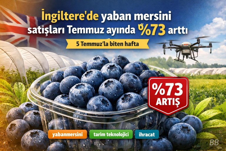 İngiltere'de yaban mersini satışları Temmuz ayında %73 arttı görseli