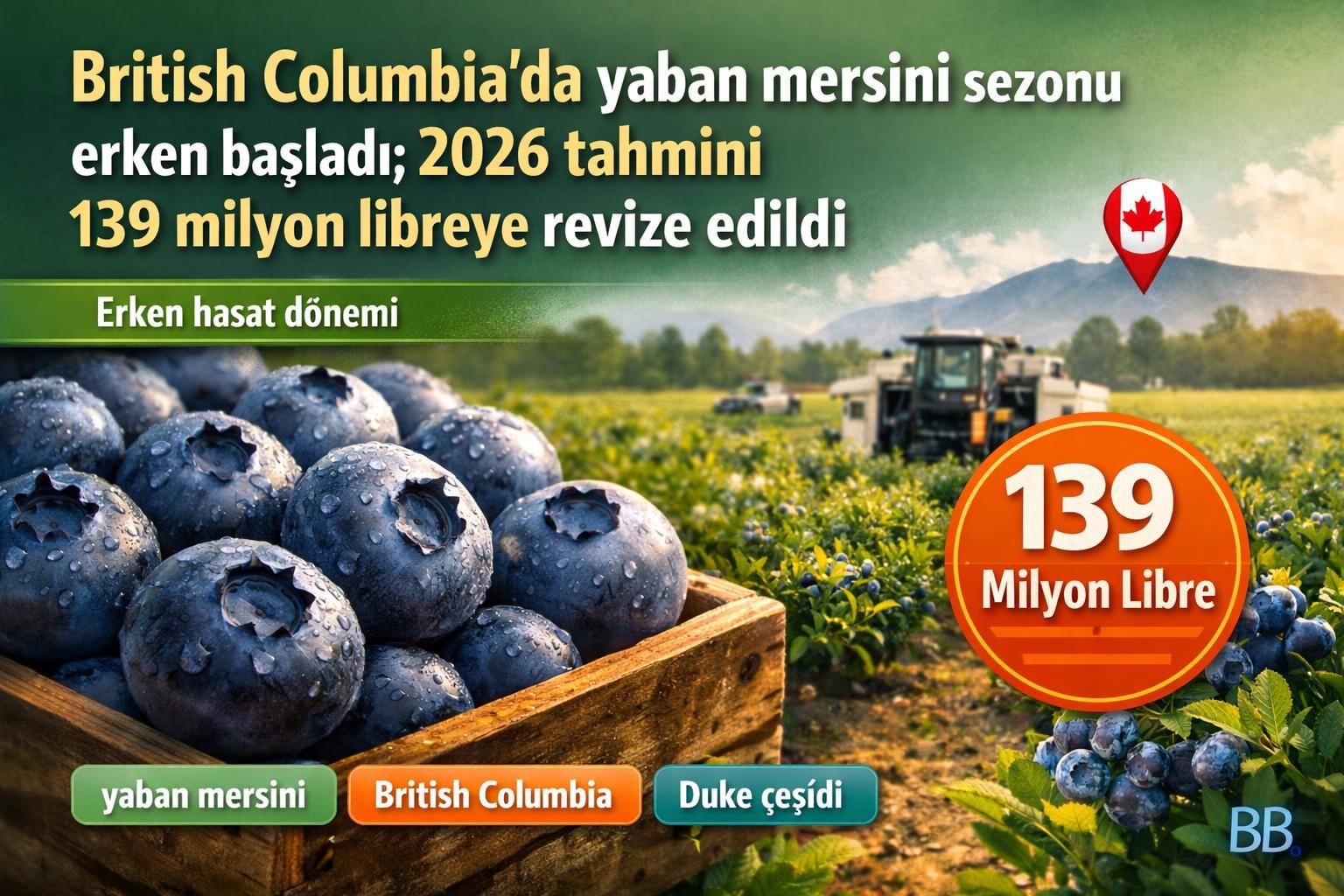 British Columbia'da yaban mersini sezonu erken başladı; 2026 tahmini 139 milyon libreye revize edildi gorseli