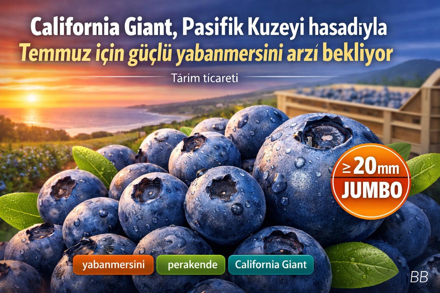California Giant, Pasifik Kuzeyi hasadıyla Temmuz için güçlü yabanmersini arzı bekliyor görseli