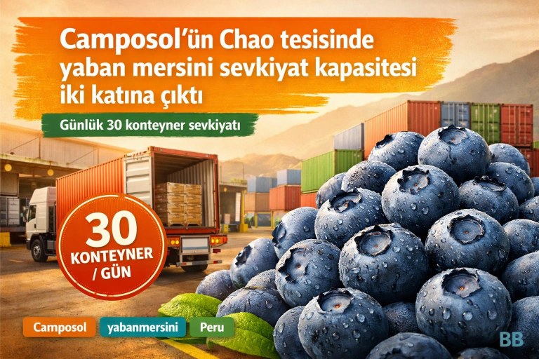 Camposol'ün Chao tesisinde yaban mersini sevkiyat kapasitesi iki katına çıktı görseli
