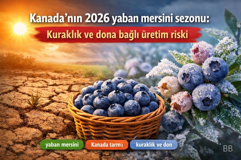 Kanada'nın 2026 yaban mersini sezonu: Kuraklık ve dona bağlı üretim riski görseli