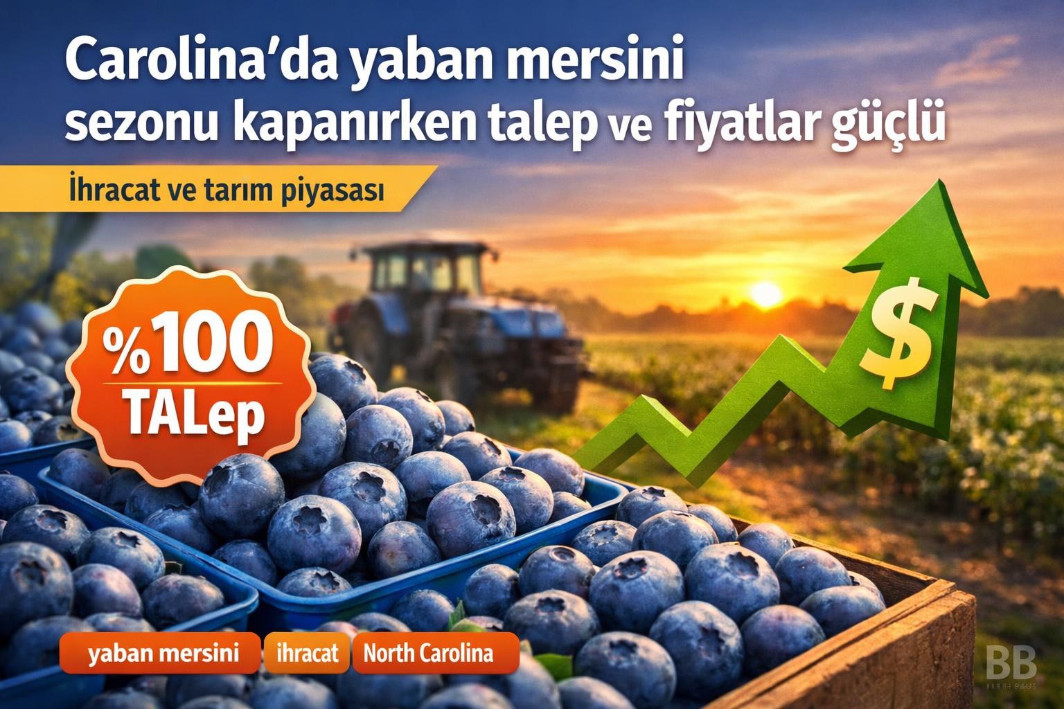 Carolina'da yaban mersini sezonu kapanırken talep ve fiyatlar güçlü görseli