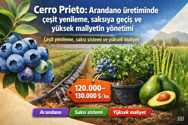 Cerro Prieto: Arandano üretiminde çeşit yenileme, saksıya geçiş ve yüksek maliyetin yönetimi görseli