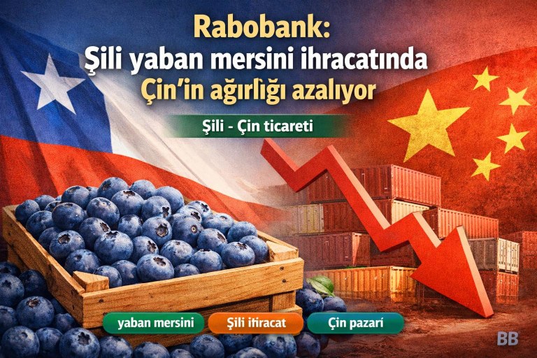 Rabobank: Şili yaban mersini ihracatında Çin’in ağırlığı azalıyor görseli