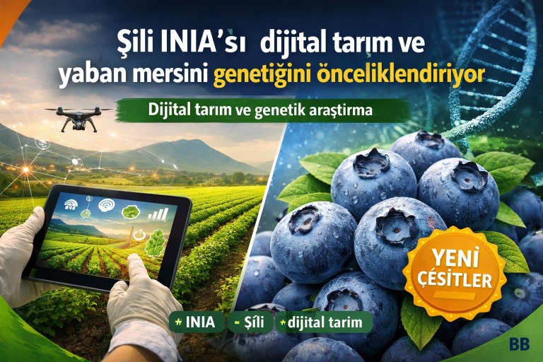 Şili INIA'sı dijital tarım ve yaban mersini genetiğini önceliklendiriyor görseli