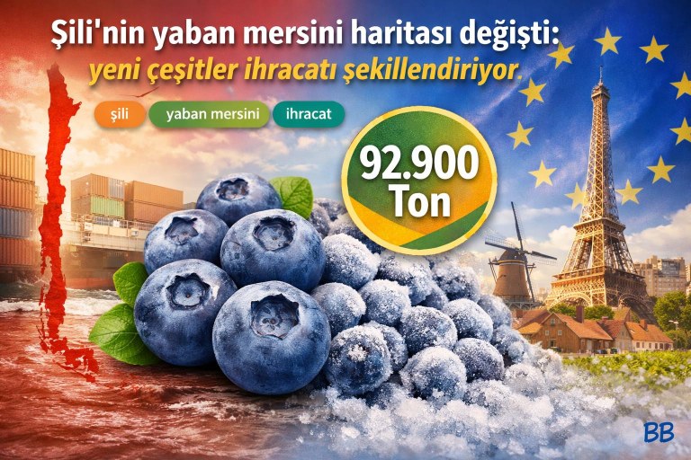 Şili'nin yaban mersini haritası değişti: yeni çeşitler ihracatı şekillendiriyor görseli