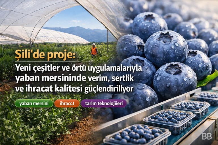 Şili’de proje: Yeni çeşitler ve örtü uygulamalarıyla yaban mersininde verim, sertlik ve ihracat kalitesi güçlendiriliyor görseli