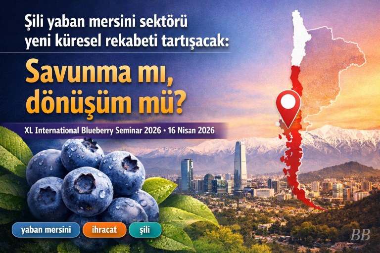 Şili yaban mersini sektörü yeni küresel rekabeti tartışacak: Savunma mı, dönüşüm mü? görseli