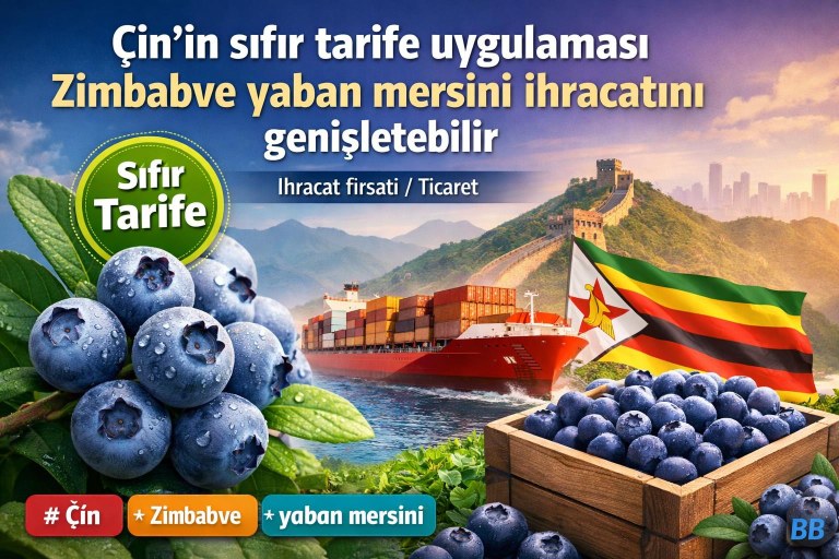 Çin'in sıfır tarife uygulaması Zimbabve yaban mersini ihracatını genişletebilir görseli