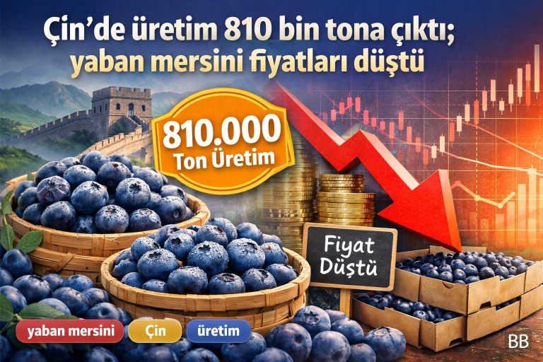 Çin'de üretim 810 bin tona çıktı; yaban mersini fiyatları düştü görseli