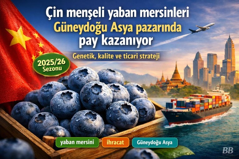 Çin menşeli yaban mersinleri Güneydoğu Asya pazarında genetik, kalite ve ticari stratejiyle pay kazanıyor görseli