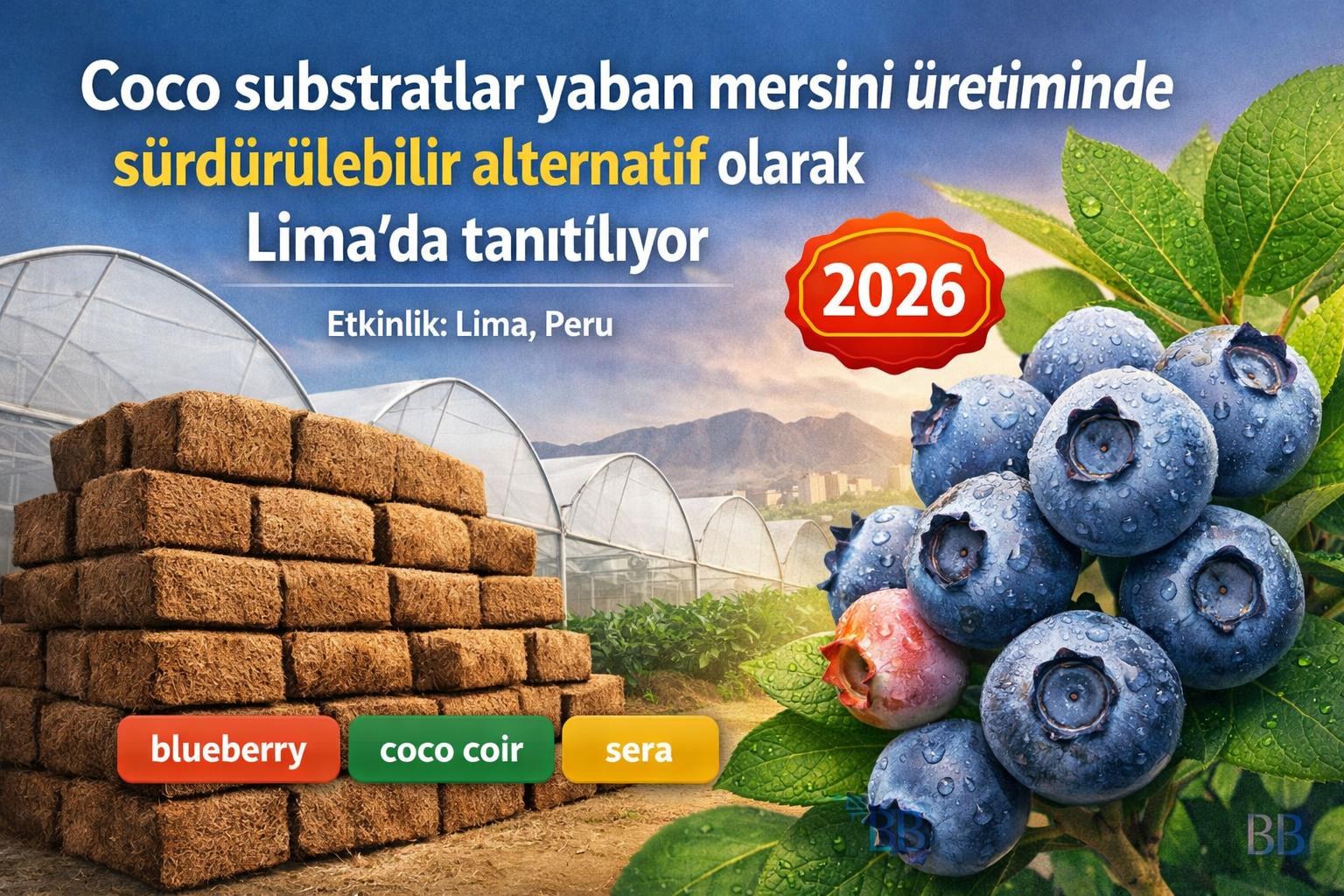 Coco substratlar yaban mersini üretiminde sürdürülebilir alternatif olarak Lima'da tanıtılıyor görseli