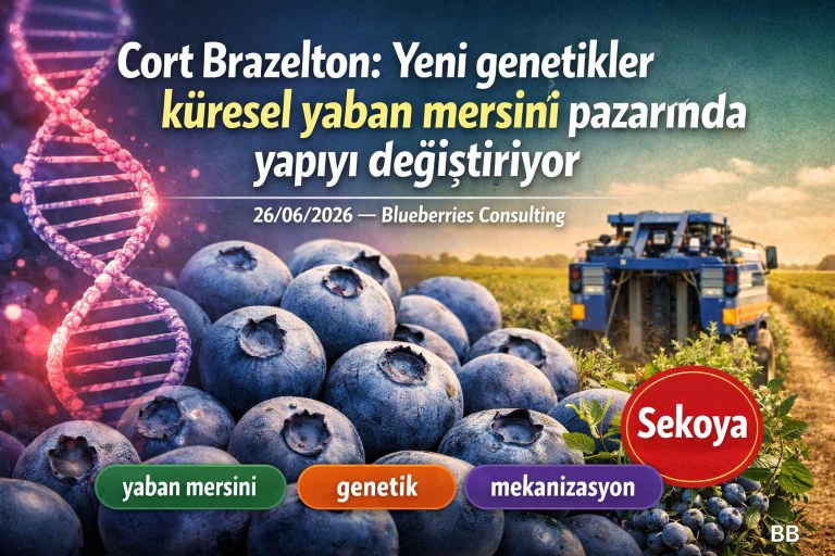 Cort Brazelton: Yeni genetikler küresel yaban mersini pazarında yapıyı değiştiriyor görseli