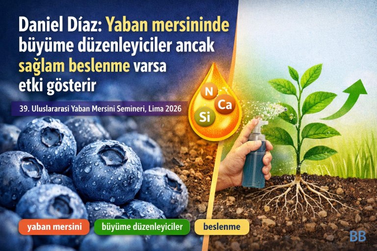 Daniel Díaz: Yaban mersininde büyüme düzenleyiciler ancak sağlam beslenme varsa etki gösterir görseli