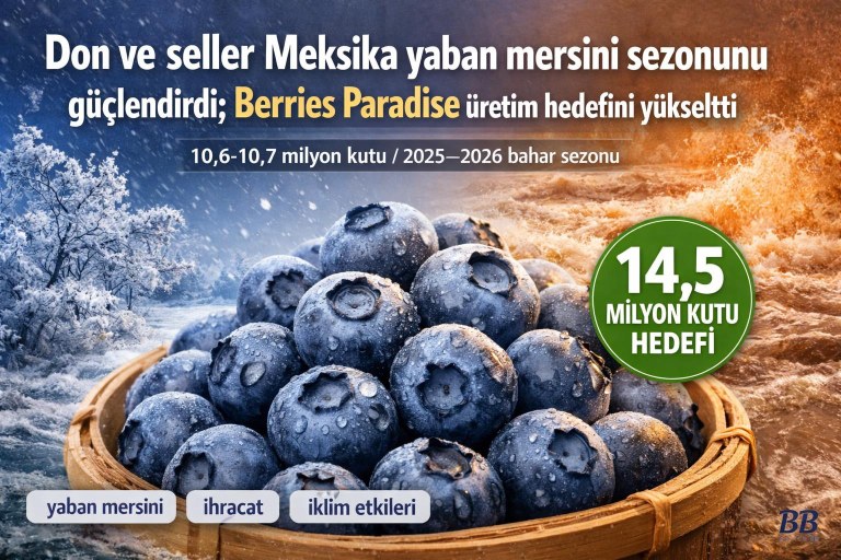 Don ve seller Meksika yaban mersini sezonunu güçlendirdi; Berries Paradise üretim hedefini yükseltti görseli
